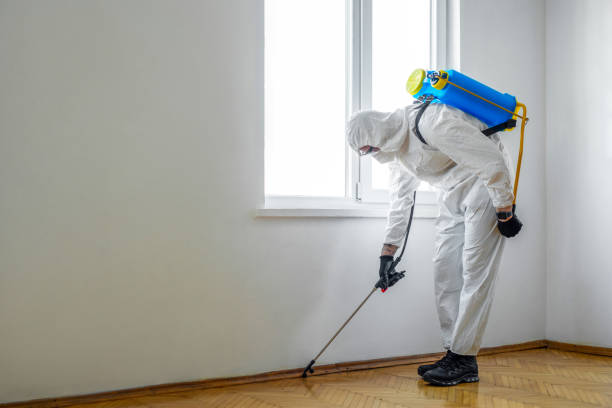 Best Local Pest Control Services  in Nice, CA