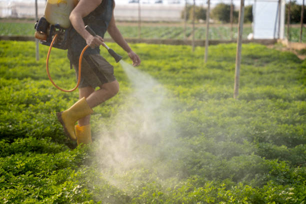 Best Wasp Removal Services  in Nice, CA