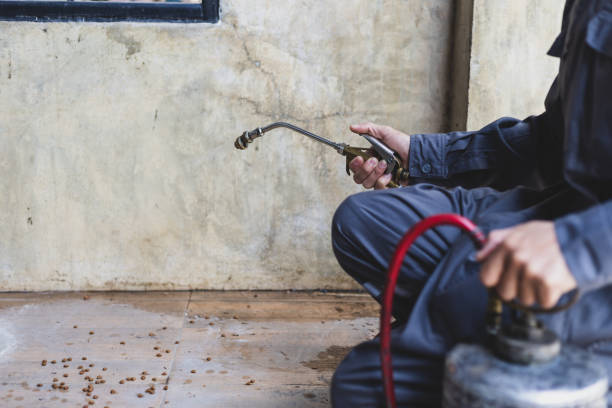 Trusted Nice, CA Pest Control Experts